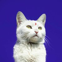 捞月猫