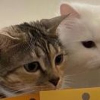 猫毛茅帽