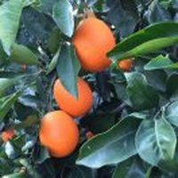 重庆奉节脐橙