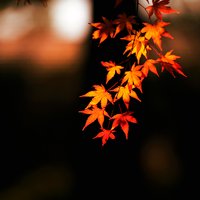 焱易轩