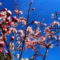 蝴蝶山谷