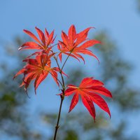 一笔秋毫