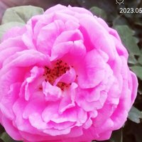竹林528