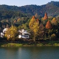 水中树59