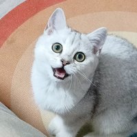 翩然s