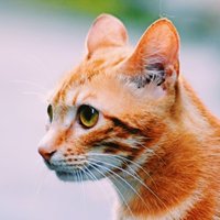 SI-HUO