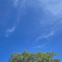 仰望天空的草