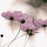爱吃西红柿的QQ