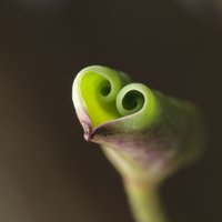 马竿虾