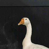 你有猫嘛