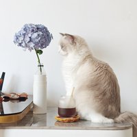 爱吃花的布偶猫