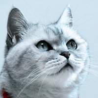猫哆哩
