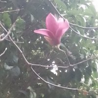 空青慕荷