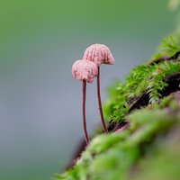 泥坑里的大黄狗子