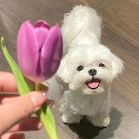 你的小课桌