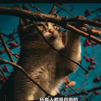 杨肚菌