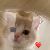 腿举巨兽