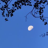 卓尔山之鹰