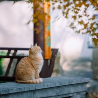 空心菜cai