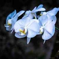 大洪西安