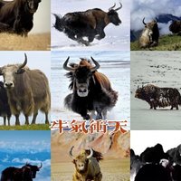 zg_wang