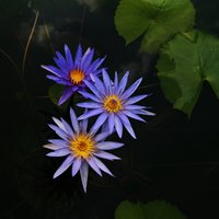 晏虹