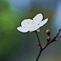 老周吉祥