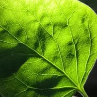 时光午茶