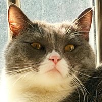 HelsingCat