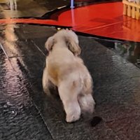 不佳糖