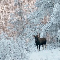 雪无心
