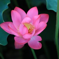 天鹰003