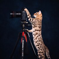 自在独行
