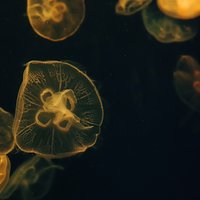 籽沐小半