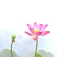 花椒树叶