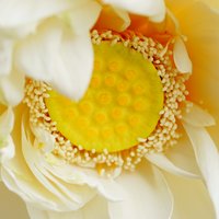 银花