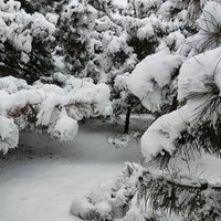 花语生活