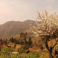 朱力伟