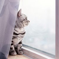 看美丽世界喵