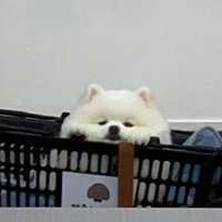 小麦呢呢呢呢