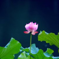 大虾影像