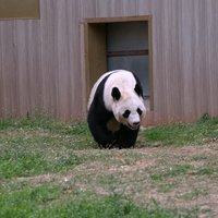 郑承豫
