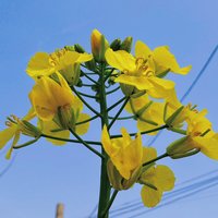 春日里的她