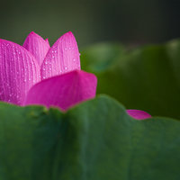 白山松水