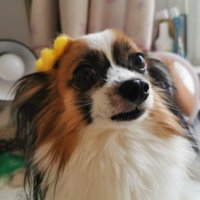 黒仙子