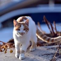 野人部落和风