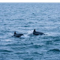 海豚在拍照