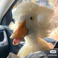 先生之风