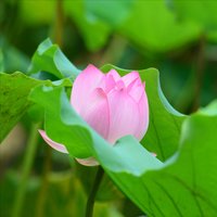广西小陆