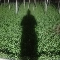 乡野清风